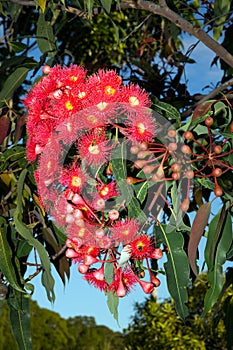 Gomma un albero fiori 