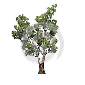 Red Gum tree - isolated on white background