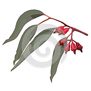 Red Gum Tree Nuts with Leaves Vector