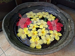 Red Gumamela and Yellow Calachuchi Flowers