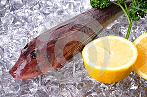Red gurnard