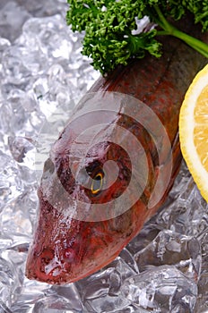 Red gurnard