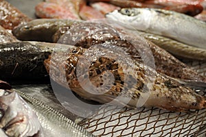 red gurnard (Chelidonichthys cuculus), also known red gurnard or soldier fresh fish seafood at Ortigia photo
