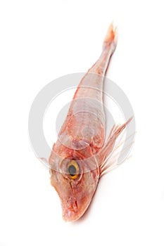 Red Gurnard fish