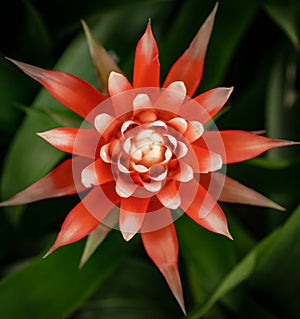 Red guzmania closeup with detailed colors