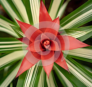 Red guzmania closeup with detailed colors