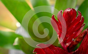 Red guzmania closeup with detailed colors
