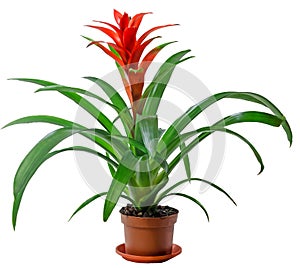 Red Guzmania flower in a brown flower pot, white background, close up. Family Bromeliaceae, subfamily Tillandsioideae