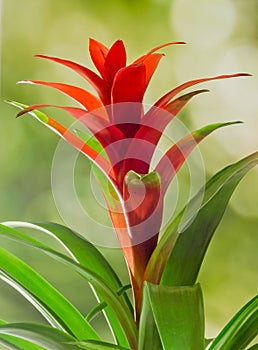 Red Guzmania flower, green background, close up. Family Bromeliaceae, subfamily Tillandsioideae