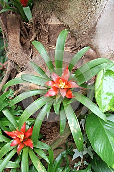 Red Guzmania flowers