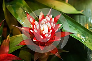 Red guzmania flowers growing in a tropical greenhouse