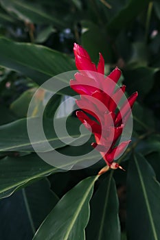 Red Guzmania with long green leaves outdoors