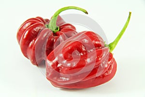 Red habanero photo