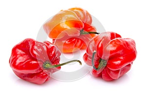 Red habanero peppers photo