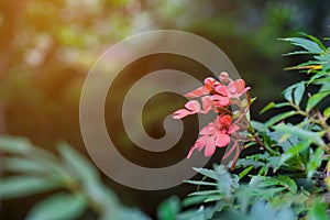 red Habenaria rhodocheila Hance flower from Thailand