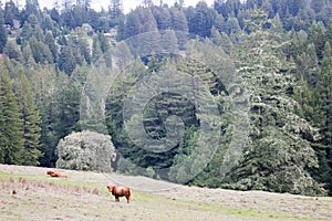 Red Hailand Cow