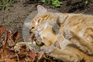 Red hair Cat in the garden near the house. Slovakia