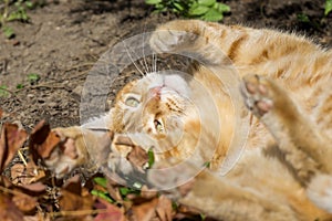 Red hair Cat in the garden near the house. Slovakia