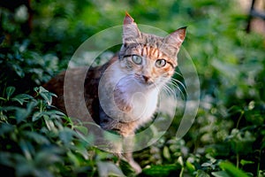 Red-hair cat in the grass