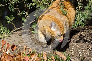 Red hair Cat in the garden near the house. Slovakia