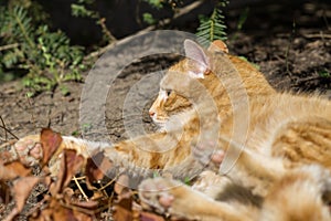 Red hair Cat in the garden near the house. Slovakia