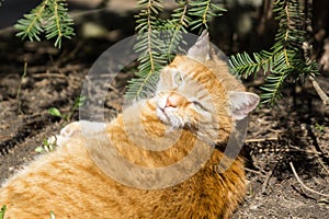 Red hair Cat in the garden near the house. Slovakia