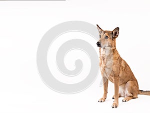 Red hair dog sitting, looking at the camera, isolated on white