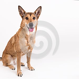 Red hair dog sitting, looking at the camera, isolated on white