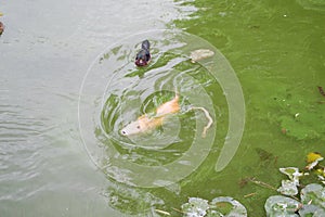 Red-haired adult nutria swims in river water with small baby nutria