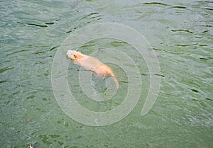 Red-haired adult nutria swims in river water with small baby nutria