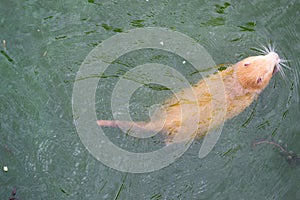 Red-haired adult nutria swims in river water with small baby nutria