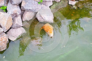 Red-haired adult nutria swims in river water with small baby nutria