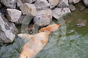 Red-haired adult nutria swims in river water with small baby nutria