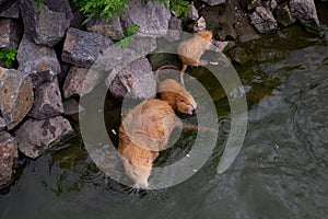 Red-haired adult nutria swims in river water with small baby nutria