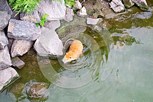 Red-haired adult nutria swims in river water with small baby nutria