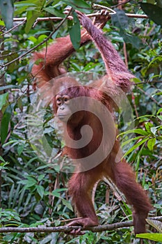 Red-haired adult orangutan standing on a thin branch (Kumai, Ind