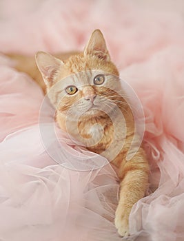 A red-haired beautiful gentle cat with big eyes lies in a pink tulle.