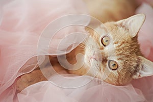 A red-haired beautiful gentle cat with big eyes lies in a pink tulle.