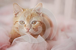 A red-haired beautiful gentle cat with big eyes lies in a pink tulle.