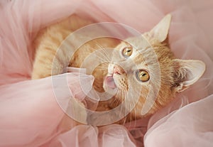 A red-haired beautiful gentle cat with big eyes lies in a pink tulle. The kitten is playing with its tongue out.