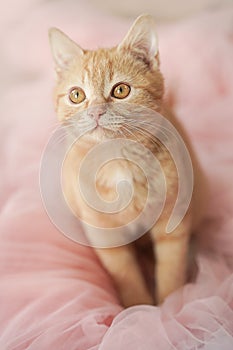 A red-haired beautiful gentle cat with big eyes sits in a pink tulle. The view from the top.