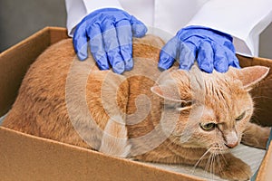 A red-haired cat in a cardboard box is being examined by a veterinarian