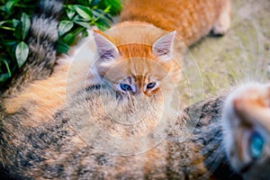 Red-haired cat feeds a red-haired kitten.