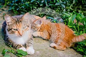 Red-haired cat feeds a red-haired kitten.