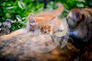 Red-haired cat feeds a red-haired kitten.