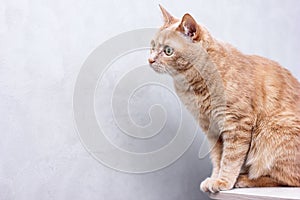 A red-haired cat looking away intently. Copy space