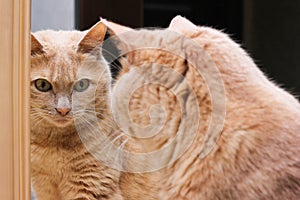 A red-haired cat is looking at her reflection in the mirror