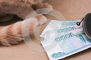 Red-haired cat next to Russian banknotes worth 1000 rubles