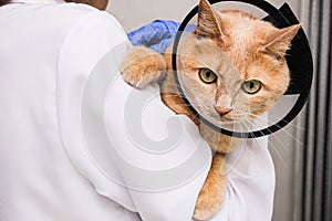 A red-haired cat in a protective collar is in the hands of a veterinarian. treatment of pets