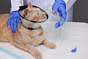 A red-haired cat in a protective collar on her neck bit off a piece of a glove on the veterinarian`s hand. Angry cat. cat